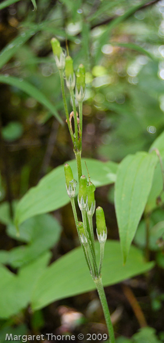 var elongata