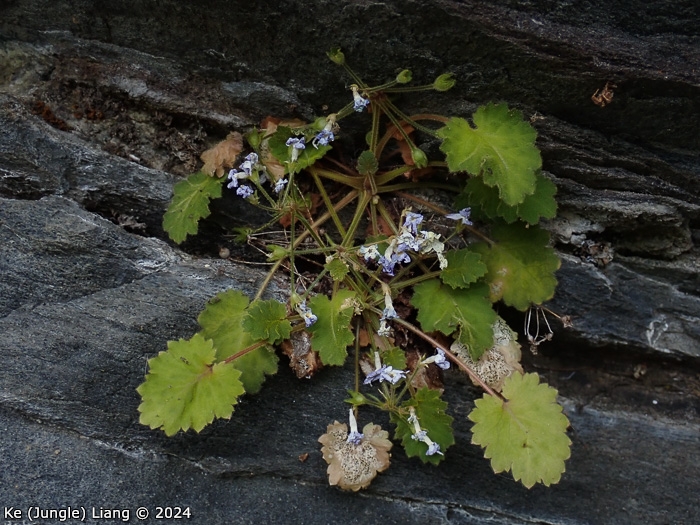 <i>Primula epilithica </i>