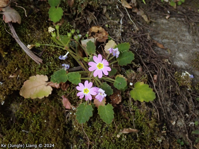 <i>Primula epilithica </i>
