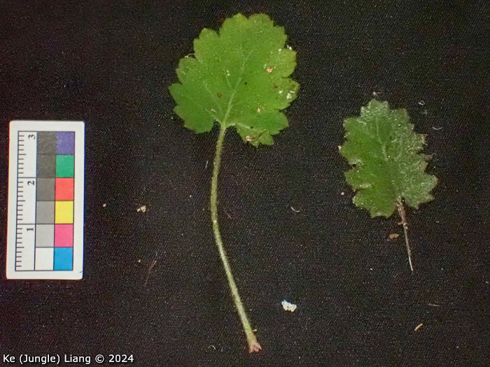 <i>Primula epilithica </i>