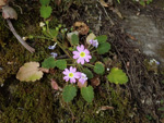 <i>Primula epilithica </i>