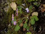 <i>Primula epilithica </i>