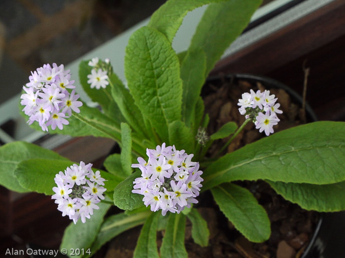 <i>Primula erosa </i>