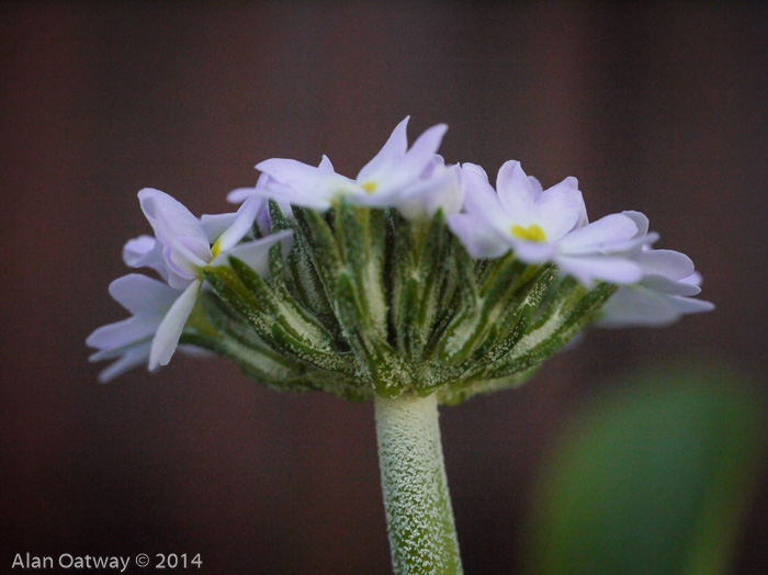 <i>Primula erosa </i>