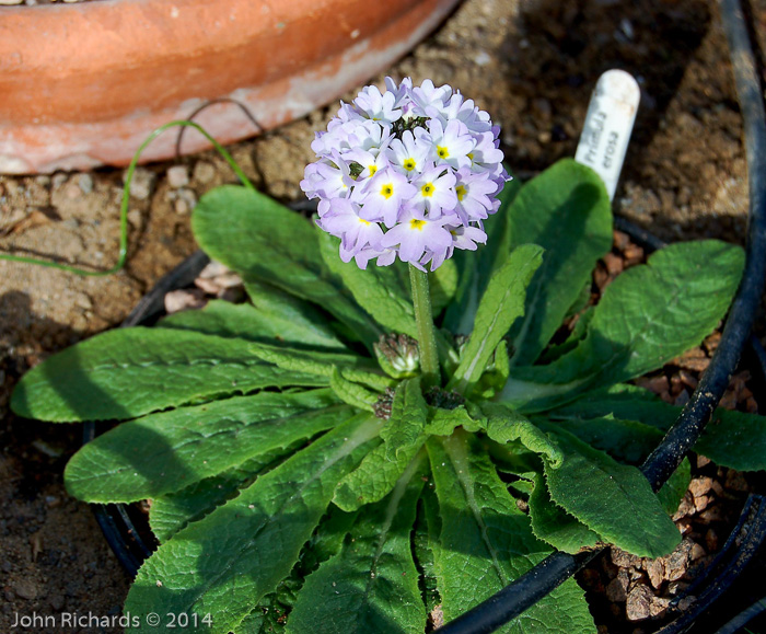 <i>Primula erosa </i>