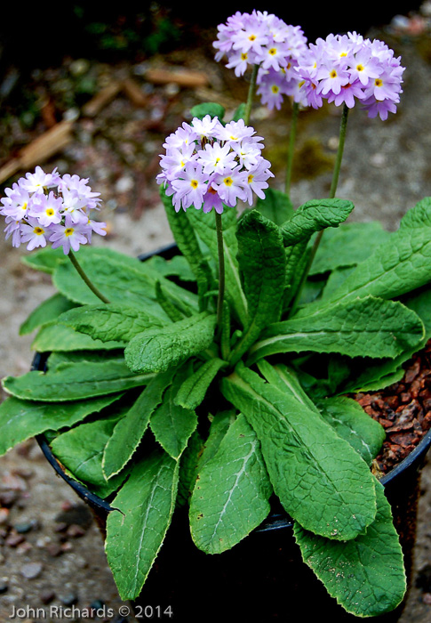 <i>Primula erosa </i>