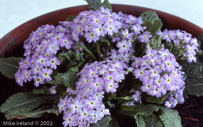 <i>Primula erosa </i>