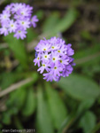 <i>Primula erosa </i>