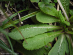 <i>Primula erosa </i>