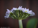 <i>Primula erosa </i>