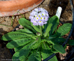 <i>Primula erosa </i>