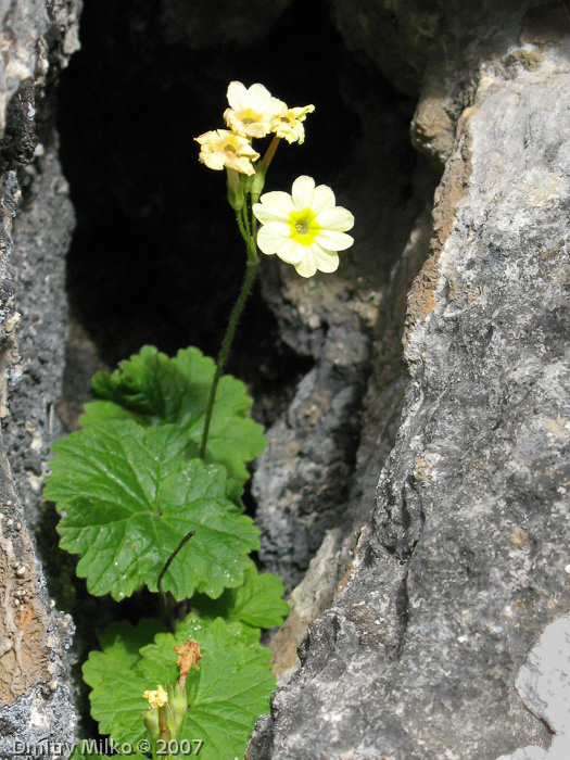 Primula eugeniae