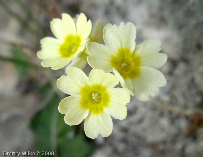 Primula eugeniae