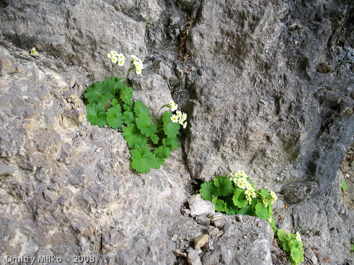 Primula eugeniae