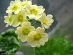 Primula eugeniae