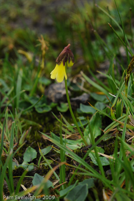 <i>Primula faberi </i>