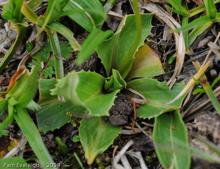 <i>Primula faberi </i>