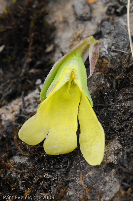 <i>Primula faberi </i>