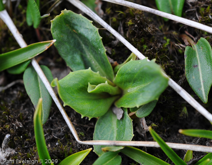 <i>Primula faberi </i>