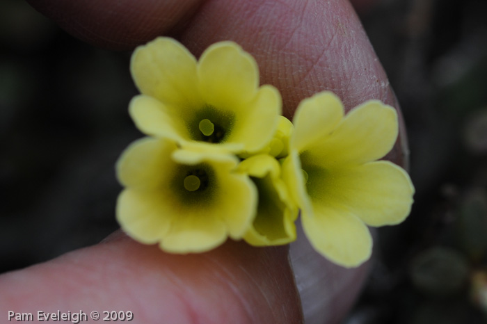 <i>Primula faberi </i>