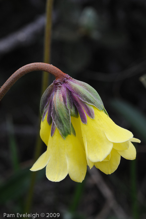 <i>Primula faberi </i>