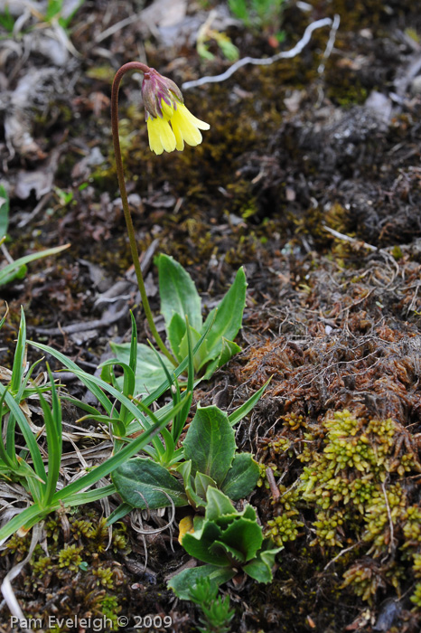 <i>Primula faberi </i>