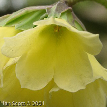 <i>Primula faberi </i>