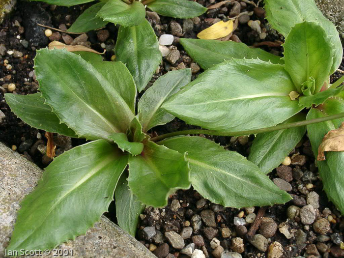 <i>Primula faberi </i>