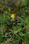 <i>Primula faberi </i>