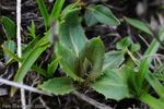 <i>Primula faberi </i>