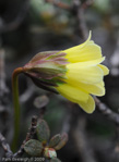 <i>Primula faberi </i>