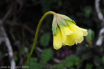 <i>Primula faberi </i>