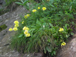 <i>Primula faberi </i>