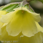 <i>Primula faberi </i>