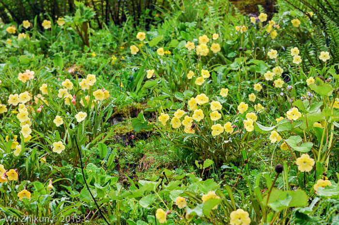 <i>Primula falcifolia </i>