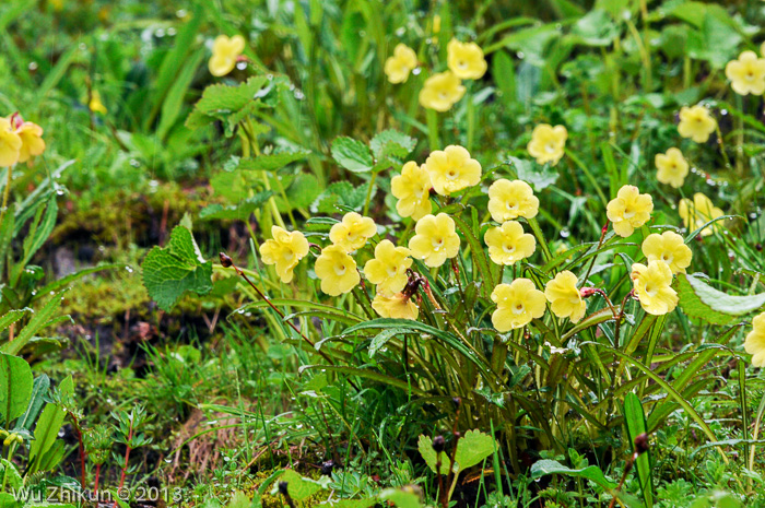 <i>Primula falcifolia </i>