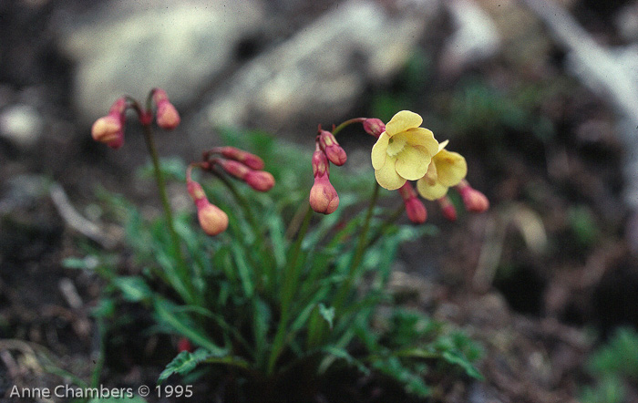 <i>Primula falcifolia </i>