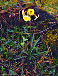 <i>Primula falcifolia </i>