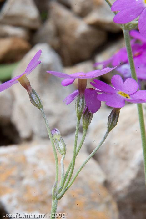 <i>Primula fangii </i>