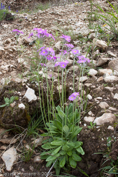 <i>Primula fangii </i>