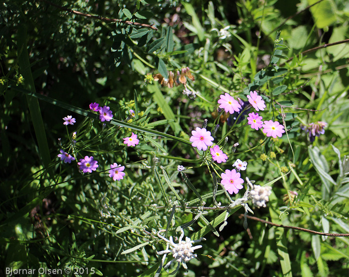 <i>Primula fangii </i>