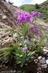 <i>Primula fangii </i>