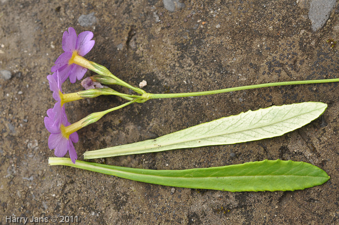 <i>Primula fernaldiana </i>