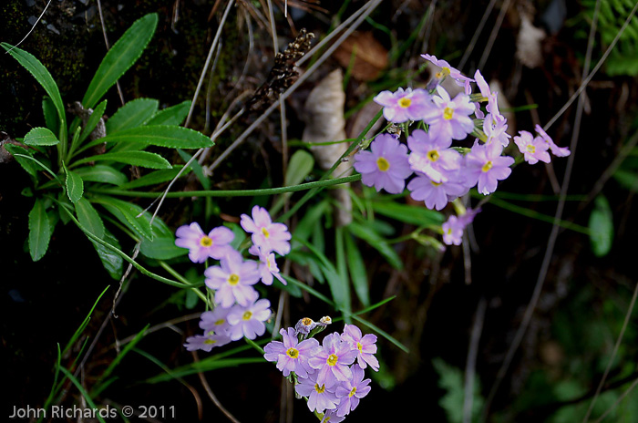 <i>Primula fernaldiana </i>