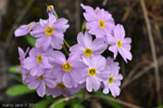 <i>Primula fernaldiana </i>