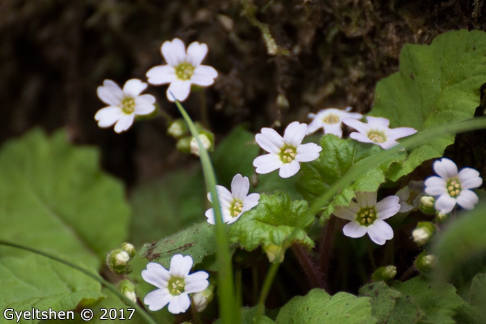 <i>Primula filipes </i>