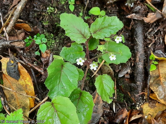 <i>Primula filipes </i>