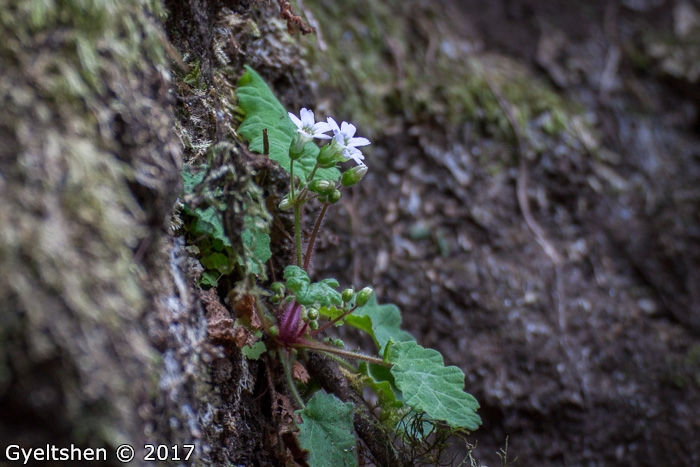 <i>Primula filipes </i>