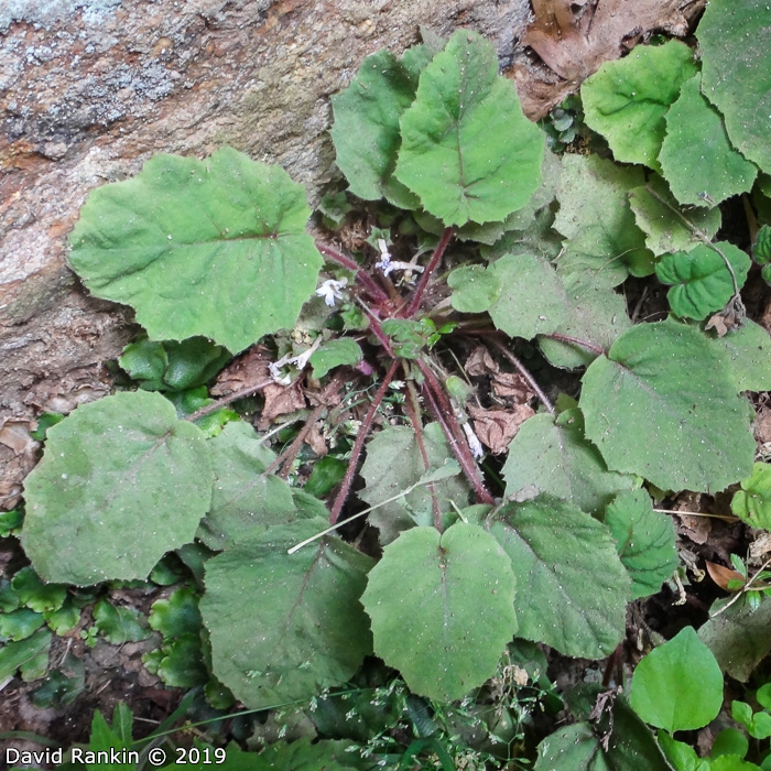 <i>Primula filipes </i>