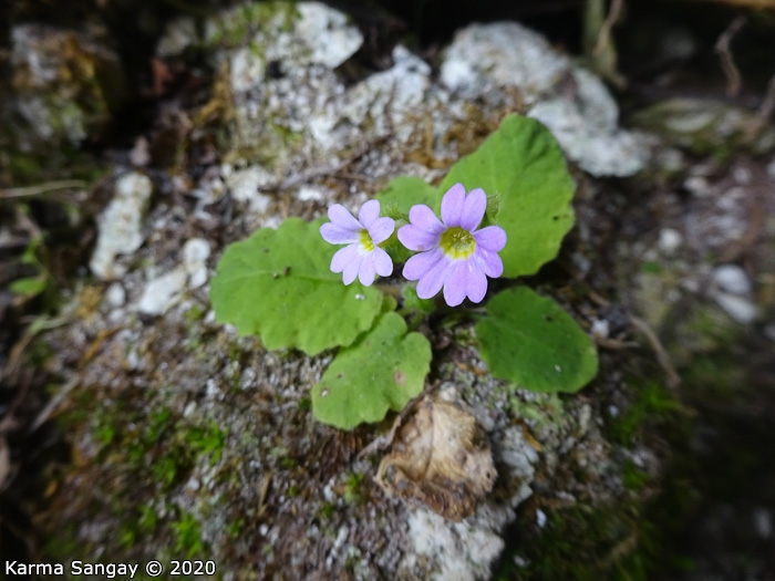 <i>Primula filipes </i>